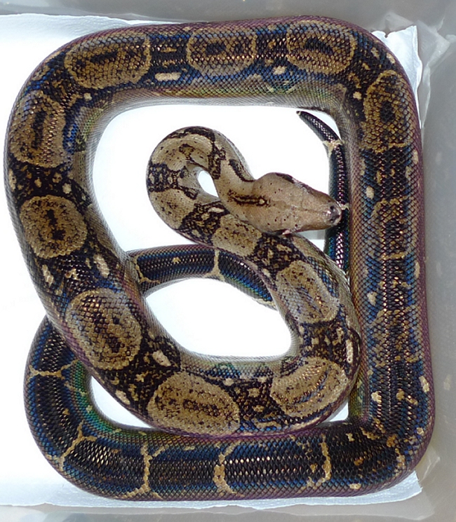 boa constrictor for sale