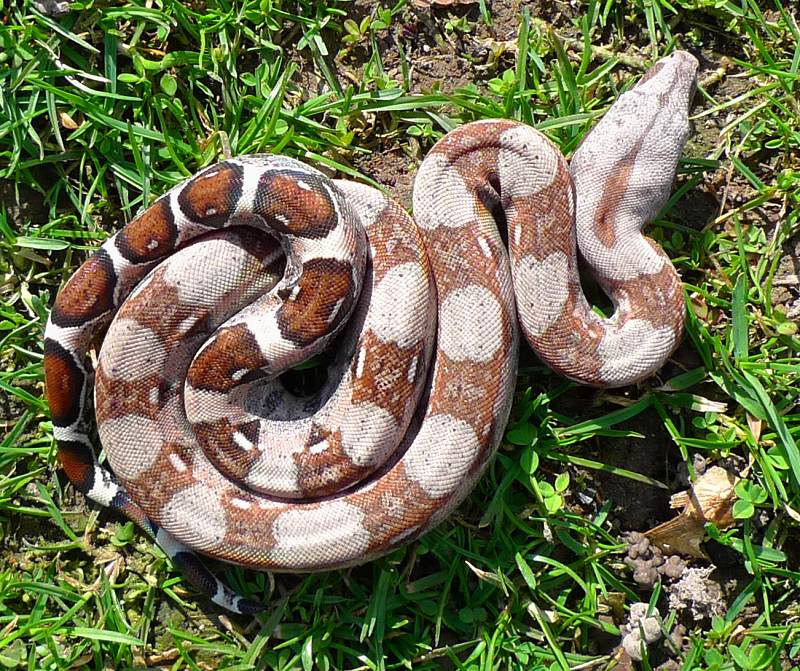 colombian boa constrictor