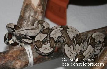 Boa constrictor Foto Archiv