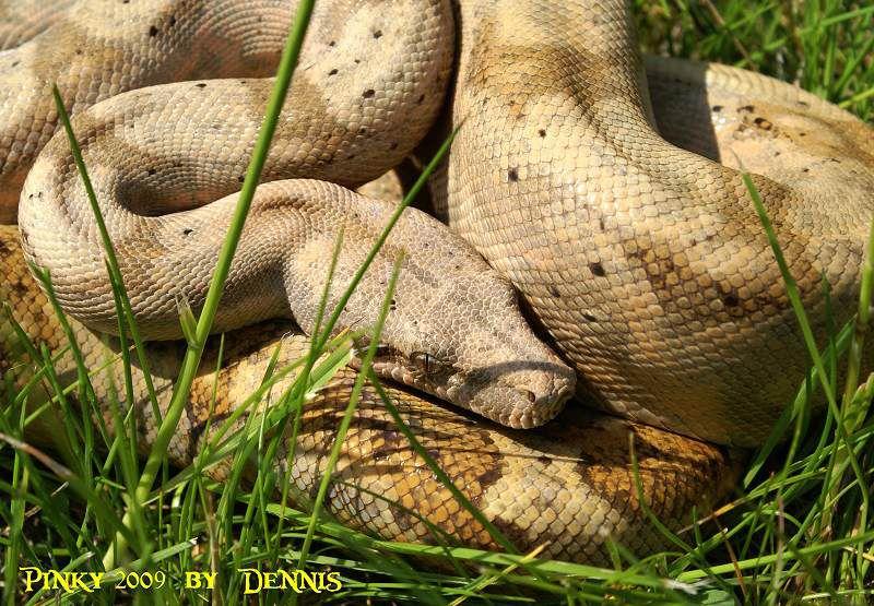 Boa constrictor Foto Archiv