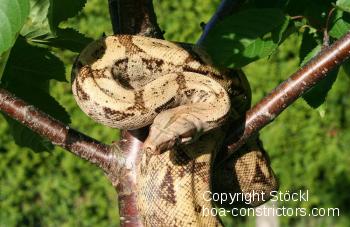 Boa constrictor Foto Archiv