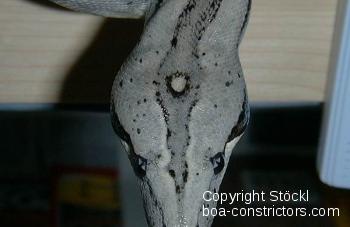 Boa c. longicauda Longtail boa