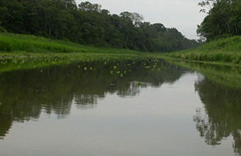 Nebenfluss des Amazonas