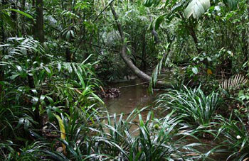 Boa constrictor Habitat Brasilien