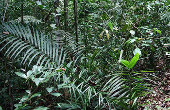 Boa constrictor Habitat Surinam